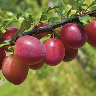 Ciruela Santa Rosa – Árbol Frutal (Preventa)