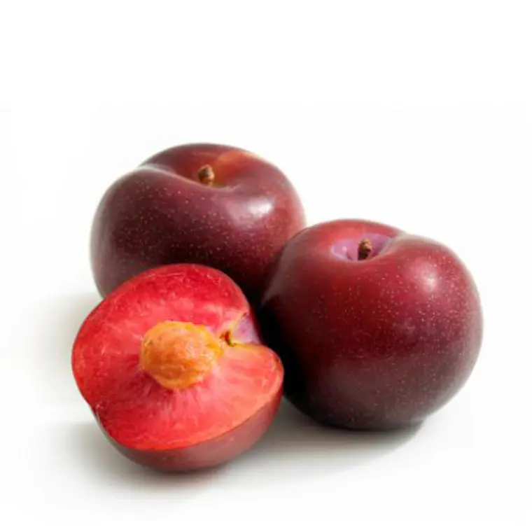 Ciruela Larry Ann – Árbol Frutal (Preventa) 1