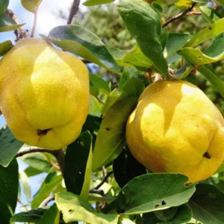 Membrillo Lúcuma – Árbol Frutal (Preventa) 1