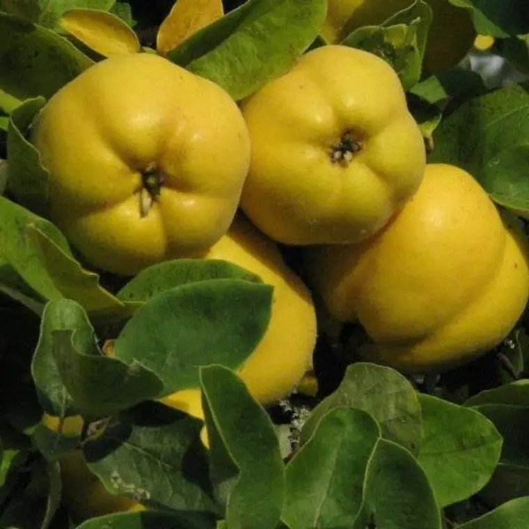 Membrillo Champion – Árbol Frutal (Preventa) 1