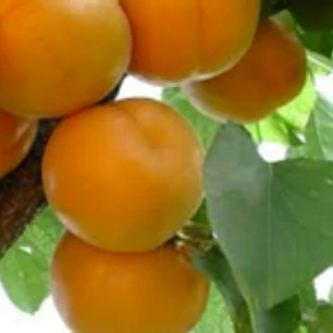 Damasco Modesto – Árbol Frutal (Preventa)