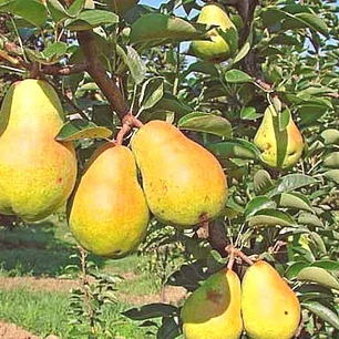 Pera Bartlett de Verano – Árbol Frutal (Preventa)