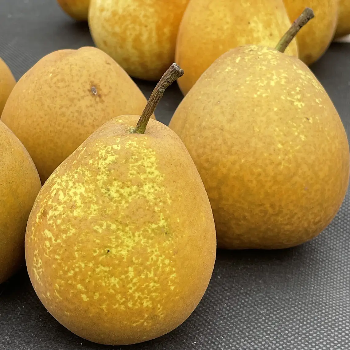 Pera Winter Nellis – Árbol Frutal (Preventa) 1