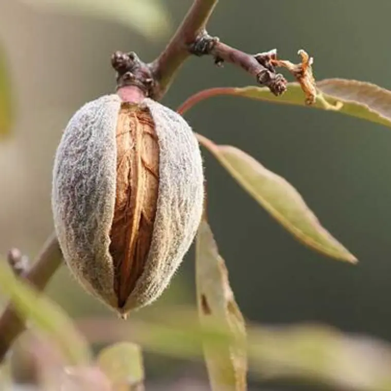 Almendro Carmel (polinizante)– Árbol Frutal (Preventa) 1