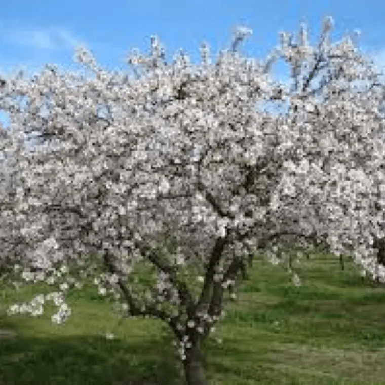 Almendro Carmel (polinizante)– Árbol Frutal (Preventa) 2