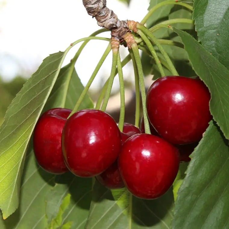 Cereza Lapins – Árbol Frutal (Preventa) 1