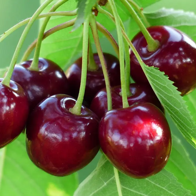 Cereza Bing – Árbol Frutal (Preventa) 1