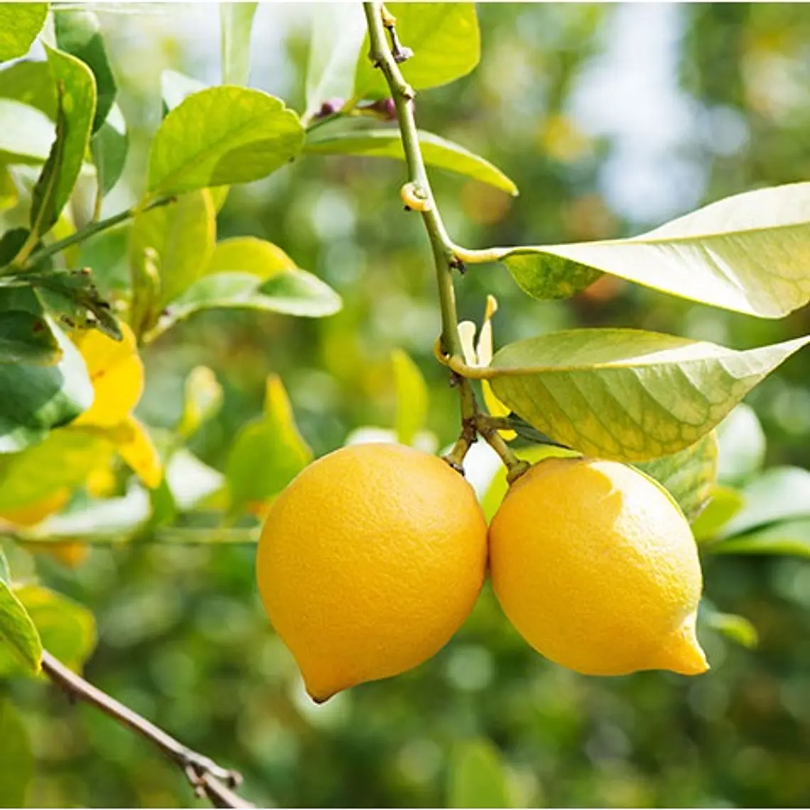 Limón Eureka Frost – Árbol Frutal (Preventa) 1