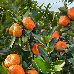 Mandarina Cleopatra – Árbol Frutal (Preventa)