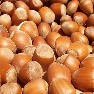 Avellano Europeo – Árbol Frutal (Preventa)