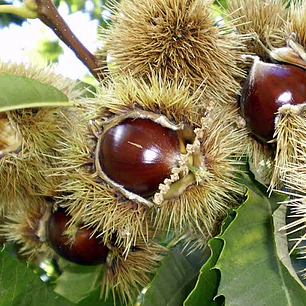 Castaño – Árbol Frutal (Preventa)