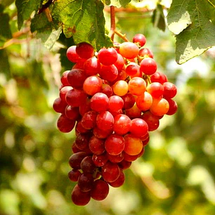 Parra Red Globe – Árbol Frutal (Preventa)