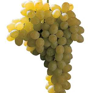 Parra Sultanina – Árbol Frutal (Preventa)