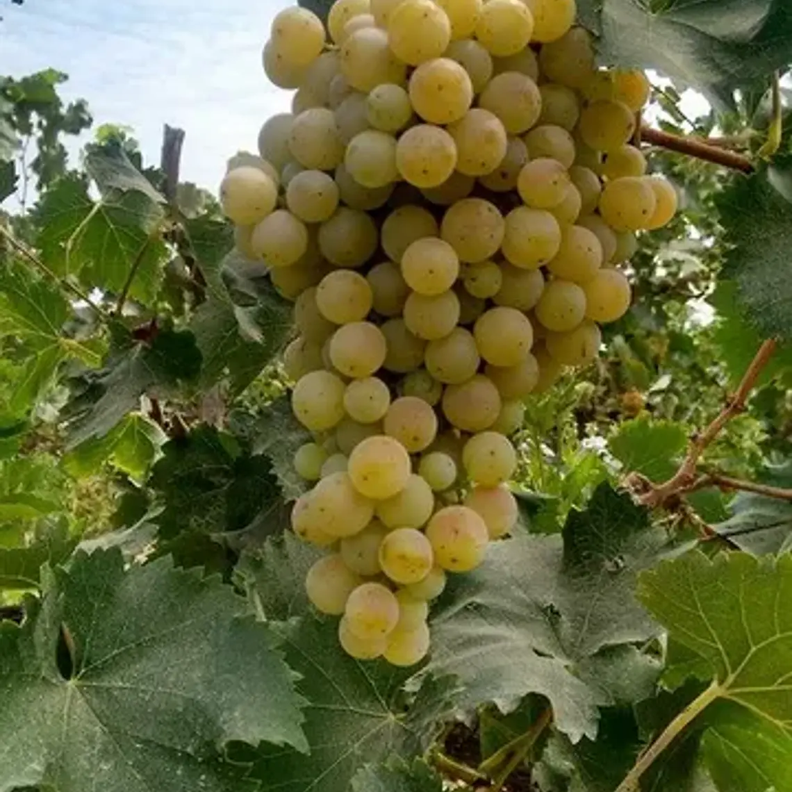 Parra Torontel – Árbol Frutal (Preventa) 1