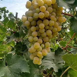 Parra Torontel – Árbol Frutal (Preventa)