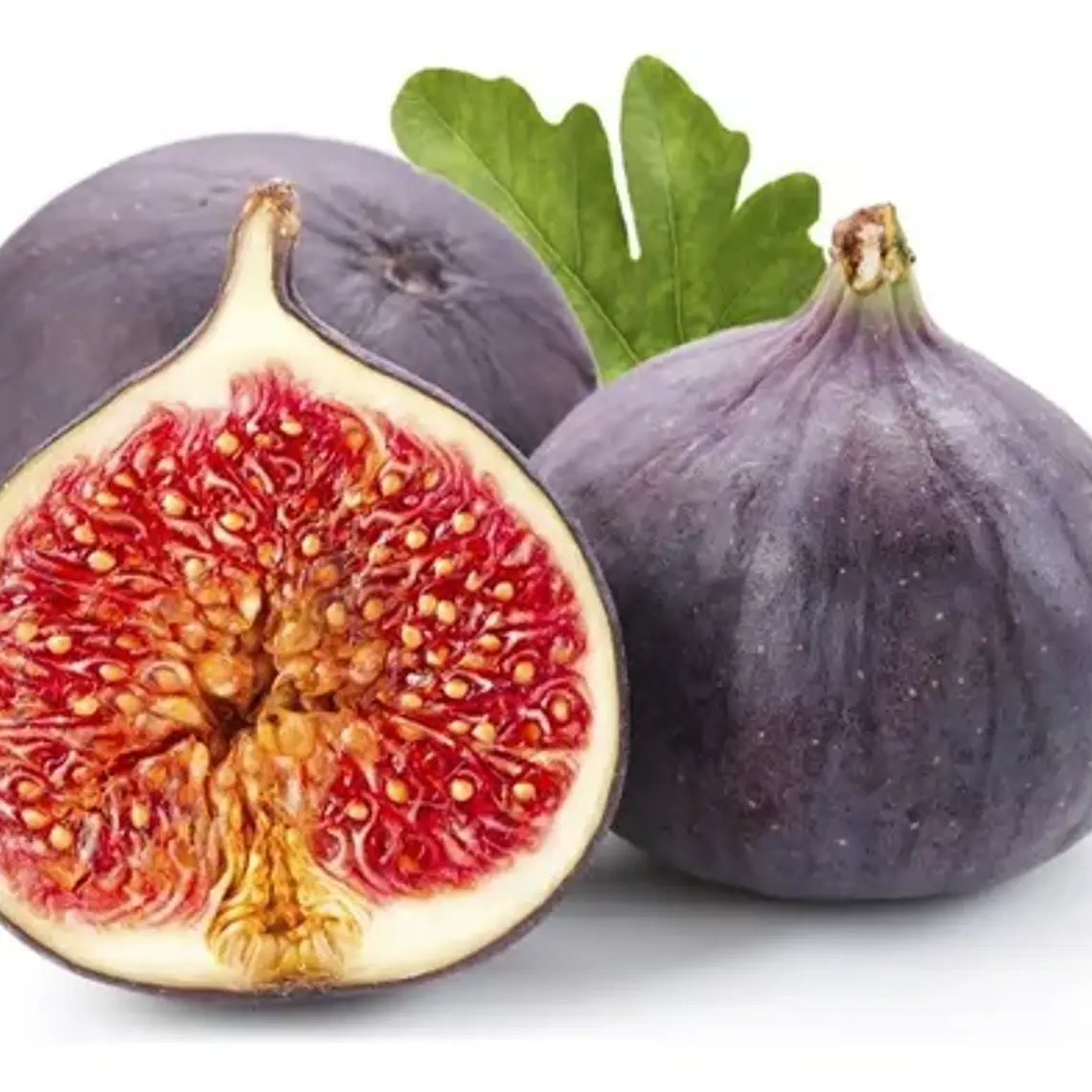 Higuera Negra – Árbol Frutal (Preventa) 1