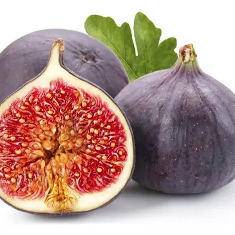 Higuera Negra – Árbol Frutal (Preventa) 1