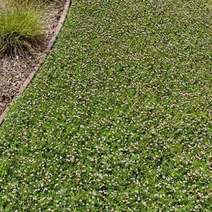 Tiqui Tiqui – Alternativa Natural al Pasto (Cubre Suelo)