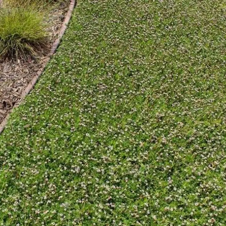 Tiqui Tiqui – Alternativa Natural al Pasto (Cubre Suelo) 1