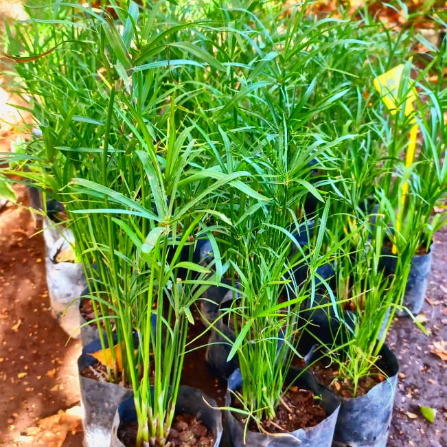 Papiro Enano de 60cm máximo de altura