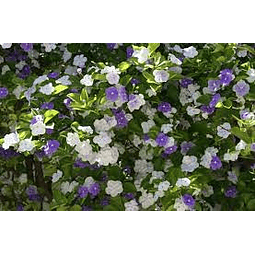 Diamelo  40cm florece en primavera con flores blancas y lilas