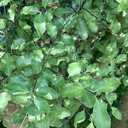 Pittosporum Nigricans Frondoso de 1,3 a 1,6 mtrs