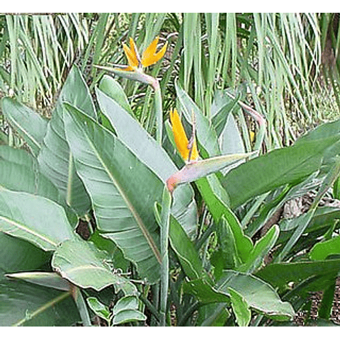 Ave del Paraíso o Flor del Pajaro de 40cm de 3 años, sin flor a los 5 años tiene floración