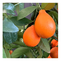 Mandarinquat,  Mandarino enano de 1,20mt arbol exotico
