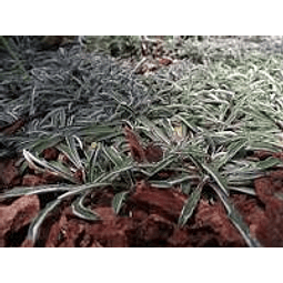 Diamondia, cesped cubre suelo natural
