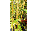 Bambu de la Suerte Natural de 1,5 mts a 3,00 mts de altura