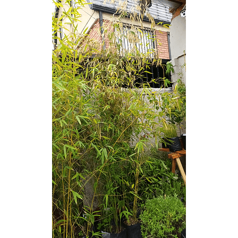 Bambu de la Suerte Natural de 1,5 mts a 3,00 mts de altura