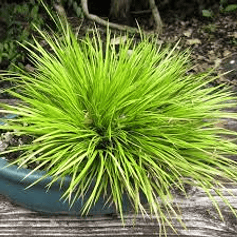 Acorus, una bonita gramínea para el jardin