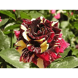 Rosa Tigre de 70cm, planta exterior semisombra 