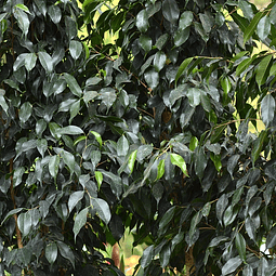 Ficus Benjamina, arbol de 1 mts de alto y 80cm de ancho