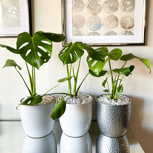 Monstera 70cm lleva 3 y paga 2, sin maceta