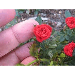 Rosas pequeñas