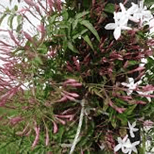 Jazmín Polyanthum de 80cm 