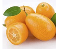 Kumquat, Naranjo enano exotico 1,10 con frutos