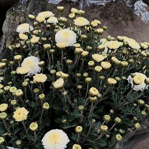 Crisantelmo flores amarillas 