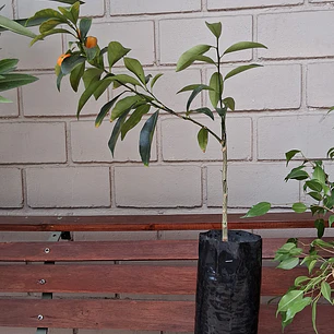 Kumquat 1m 