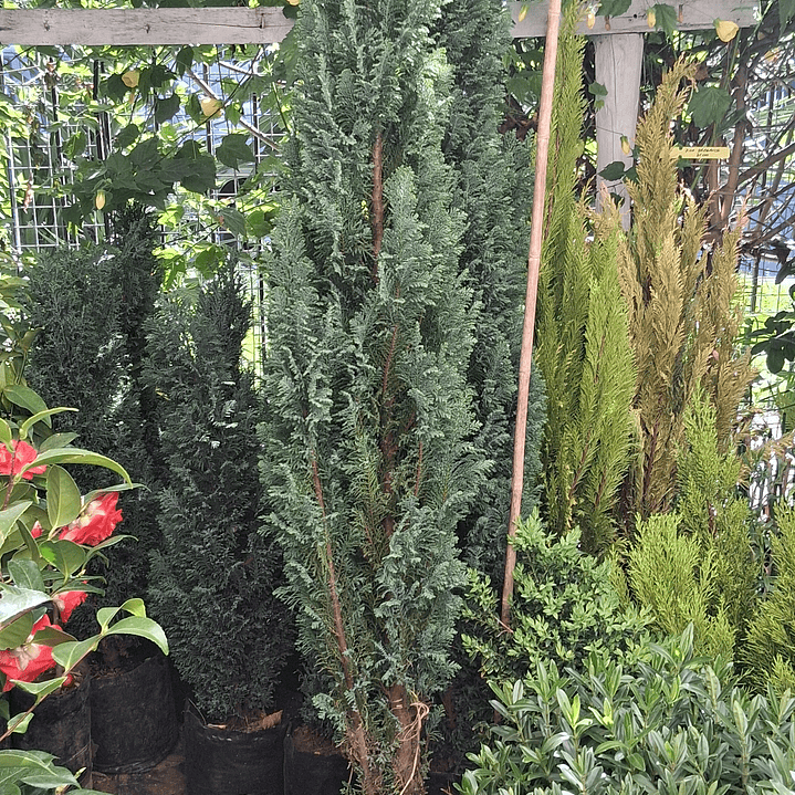 Pino Azul o Woody de 1,30 a 1,40 mts 2