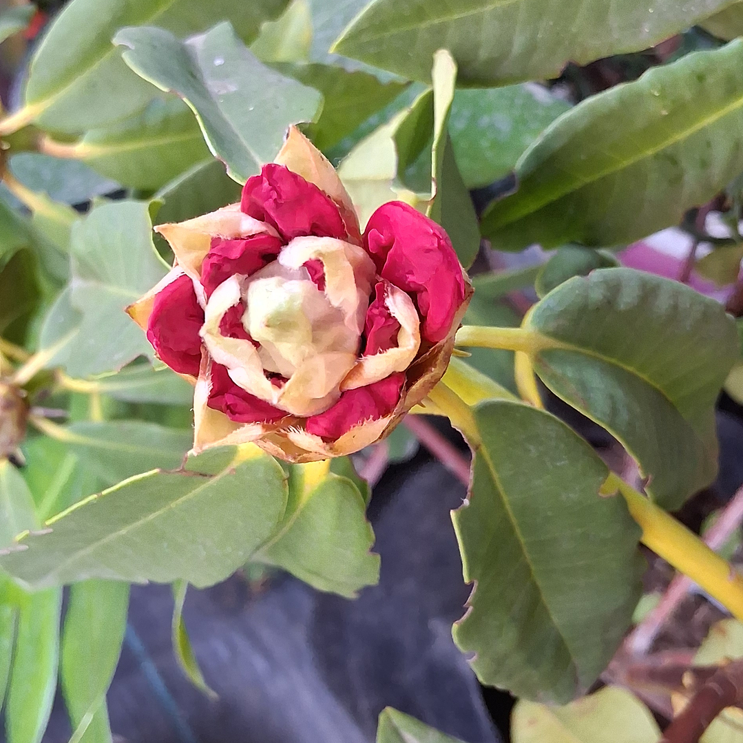 Rododendro Flor de Haba roja 1