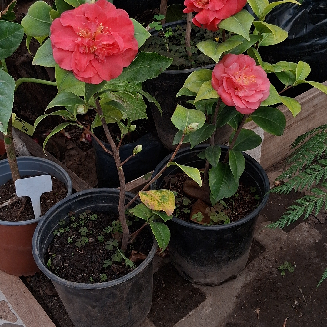 Camelia rosada 40 cm  1