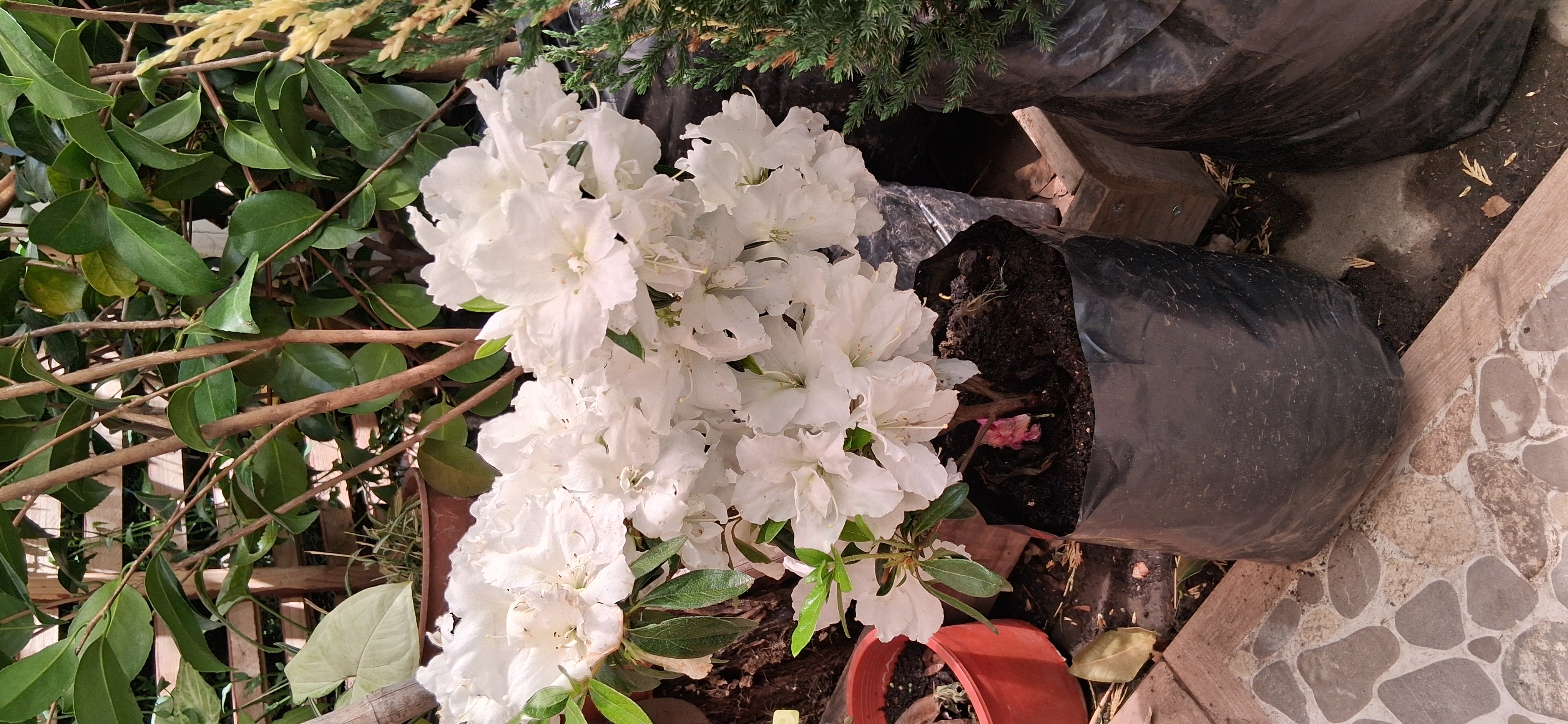azalea flor blanca