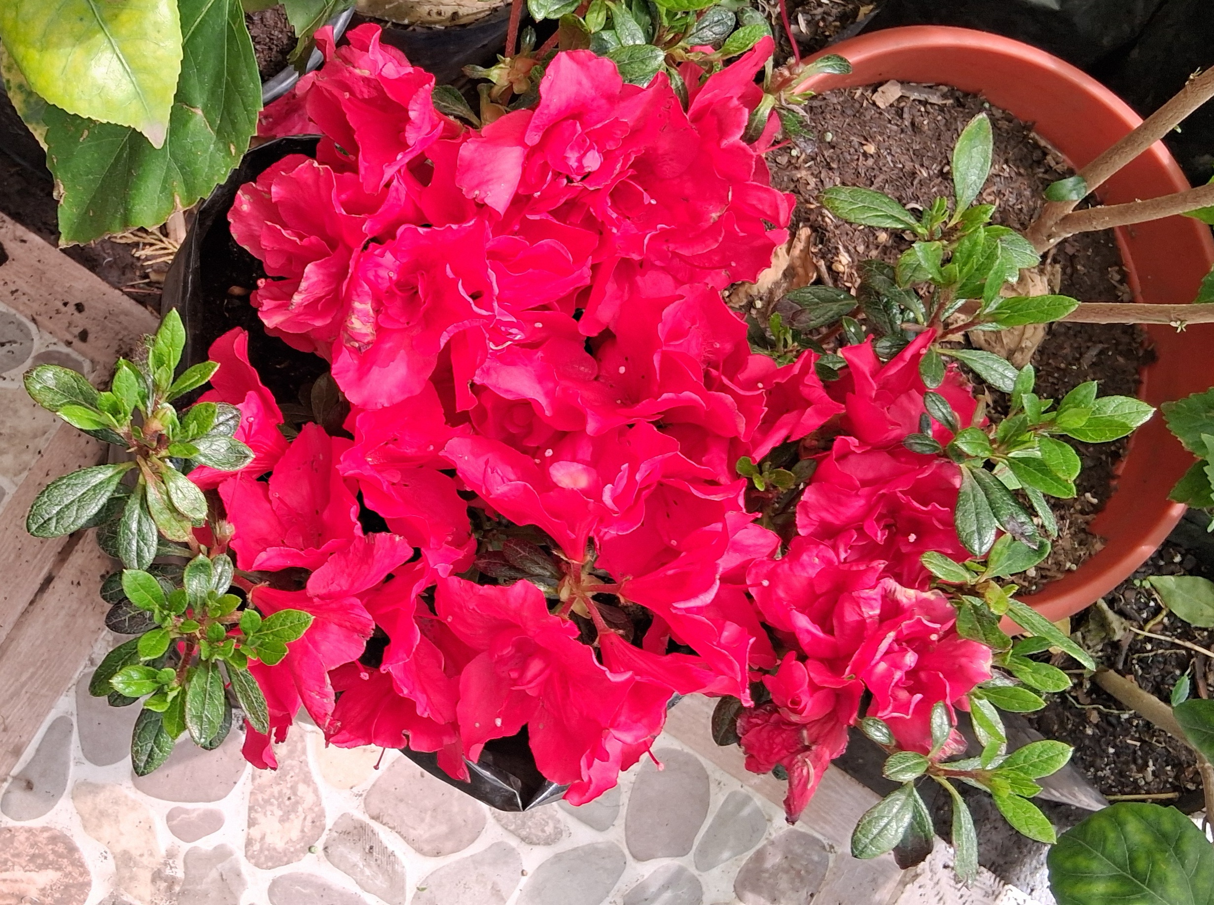 azalea flor roja