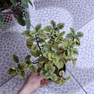 Dolar variegado amarillo