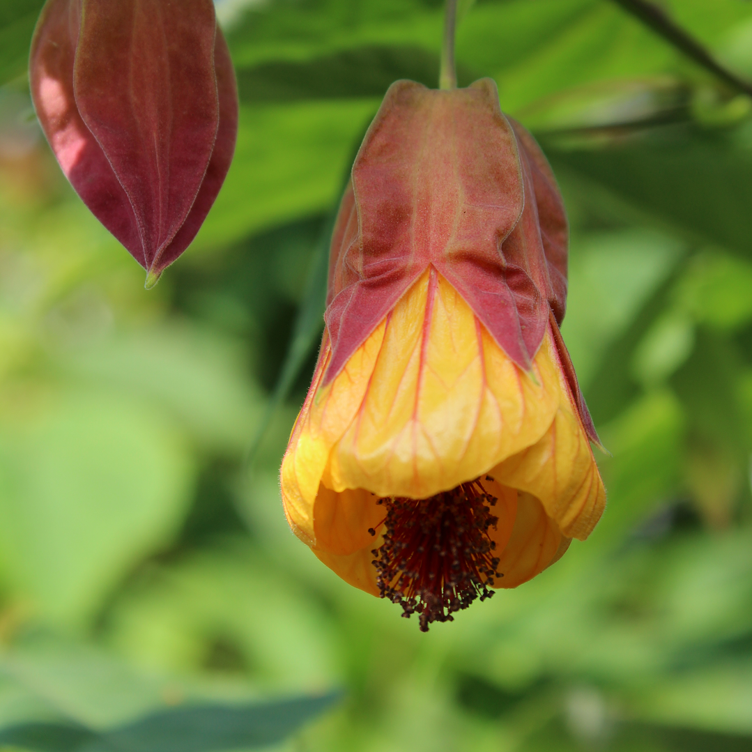 Abutilon campanita 50cm o Farolito chino 1