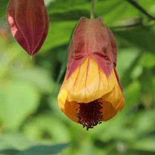Abutilon campanita 50cm o Farolito chino