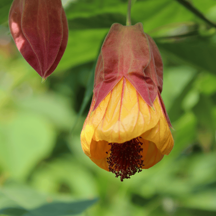 Abutilon campanita 50cm o Farolito chino 1