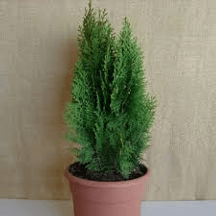 Pino Thuja 70 cm frondoso